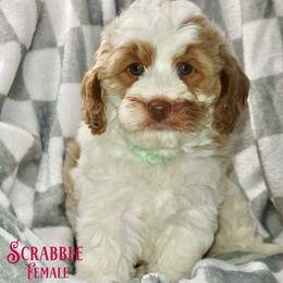 Scrabble - Red female Australian Labradoodle puppy in Beecher, Illinois from Erica’s Doodles