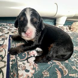 Boy 5 - Tri-color male Bernedoodle puppy in Royse City, Texas from Platinum Bernedoodles of Texas