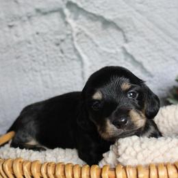 Rusty - Black and cream male Dachshund puppy in Pace, Florida from Shoebox Doxie’s