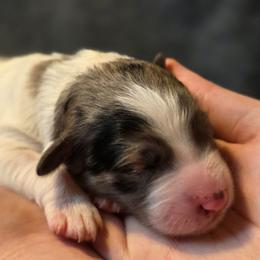 Raven - Blue merle female Bernedoodle puppy in Malden, Illinois from Doting Doodles
