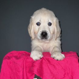 Golden Retriever Puppies from Kansas Prairie Pups