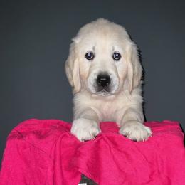 Golden Retriever Puppies from Kansas Prairie Pups