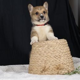 Pembroke Welsh Corgi Puppies from Corgi Companions