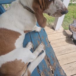 Basset Hound All Grown Up from Hazard Hound Kennels
