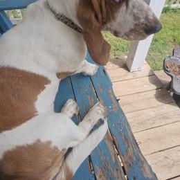 Basset Hound All Grown Up from Hazard Hound Kennels