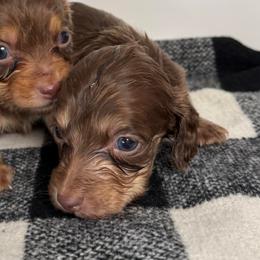 Charlie - Chocolate and tan male Dachshund puppy in San Diego, California from San Diego Dachshunds