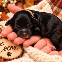 Cocoa - Black male Havapoo puppy in Marion, North Carolina from Puddles' Puppies