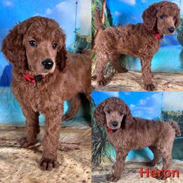 Heron - Red  male Poodle puppy in Swansboro, North Carolina from Monarch Standard Poodles