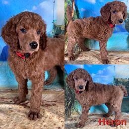 Heron - Red  male Poodle puppy in Swansboro, North Carolina from Monarch Standard Poodles