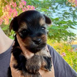 Arlo - Blue and gold male Yorkshire Terrier puppy in Yuma, Arizona from Yuma Yorkie