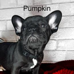 Girl 2 - Black and white French Bulldog puppy in Arizona from Frenchiepuphub