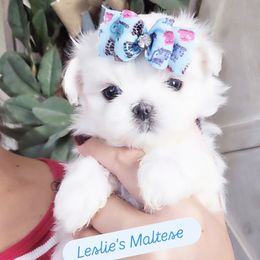 Boy 2 - White male Maltese puppy in Moreno Valley, California from Leslie's Maltese