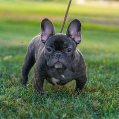 Girl 1 - Brindle female French Bulldog puppy in Pennsylvania from R & C French Bulldogs