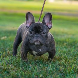 Girl 1 - Brindle female French Bulldog puppy in Pennsylvania from R & C French Bulldogs