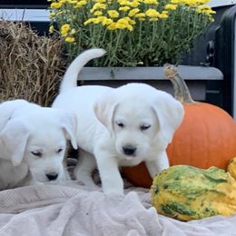 Labrador Retriever Puppies from Ruckus Family Labs