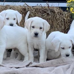 Labrador Retriever Puppies from Ruckus Family Labs
