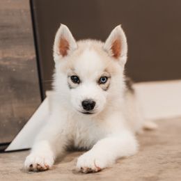 Porsche - Gray and white female Siberian Husky puppy in Front Royal, Virginia from North River Siberians