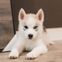 Porsche - Gray and white female Siberian Husky puppy in Front Royal, Virginia from North River Siberians