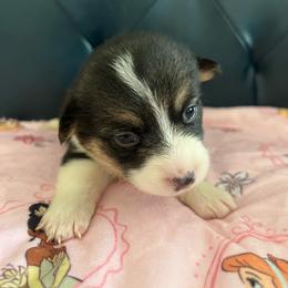 Zoe AKC - Black and tan female Pembroke Welsh Corgi puppy in New Waverly, Texas from Corgie & Cream Paradise