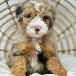 Crosby - male Australian Mountain Doodle puppy in Sterling, Colorado from North 40 Doodles