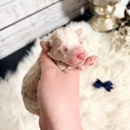 Commander - Fawn and white male Sheepadoodle puppy in Nixa, Missouri from Davis Family Doodles