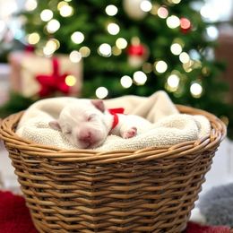 Red Collar Female - White female Miniature Schnauzer puppy in Sacramento, California from Hardcastle Family Schnauzer’s