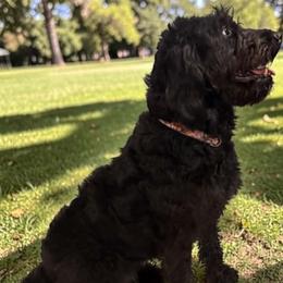 Bailey - Labradoodle