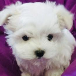 Maltese puppies from Maias Mini Supremes