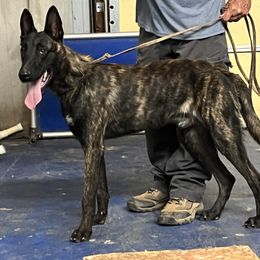 Chase - Black brindle male Dutch Shepherd puppy in Sierra Vista, Arizona from KnightWatch K-9