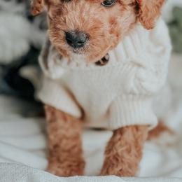 Clorox - Red male Bernedoodle puppy in Otisville, Michigan from Danie’s Darling Doodles LLC