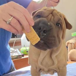 Red Collar 'Rudy' - Fawn male Chinese Shar-Pei puppy in Oil City, Pennsylvania from Hannaggin Shar Pei