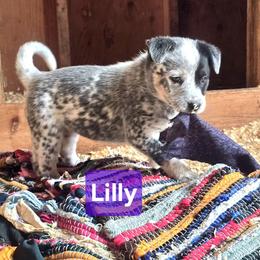 Lily - Blue mottled female Australian Cattle Dog puppy in Fife Lake, Michigan from Kurczak Farm LLC