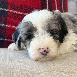 Turkey💙 - Blue merle male Aussiedoodle puppy in Granbury, Texas from Triple Cross Doodles
