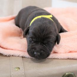 Charity - Chocolate female Labrador Retriever puppy in Camden, Indiana from Camden's Caring Canines