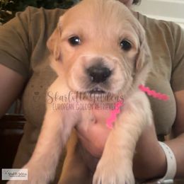 Peru (Little Latins Litter) - Light golden female Golden Retriever puppy in Argyle, Texas from Skarlotte Goldens, LLC