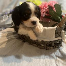 Penny - Black and white Cavalier King Charles Spaniel puppy in from Cooltomin Cavaliers