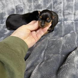 Bandit - Black and rust male Miniature Pinscher puppy in Atoka, Oklahoma from Boggy Depot Cavaliers & Friends