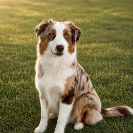 Junie B. - Australian Shepherd