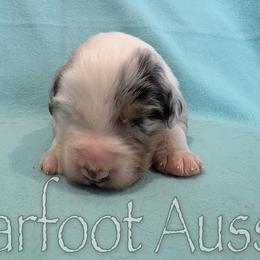 Girl 6 - Blue merle female Australian Shepherd puppy in Lowell, Indiana from Bearfoot Aussies and Tollers