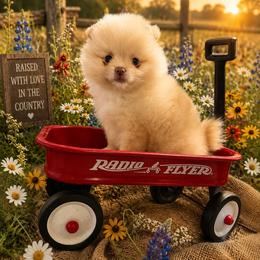 Freedom - Cream female Pomeranian puppy in Sandia, Texas from Broken Arrow Poms