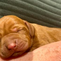 Male 6 - Golden rust male Vizsla puppy in Windsor, Maine from Pleasant Ridge