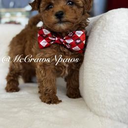 Tinkerbell - Red female Maltipoo puppy in Hesperia, California from McCraws N Paws