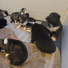 German Shepherd and Siberian Husky Puppies from Sstar