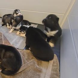 German Shepherd and Siberian Husky Puppies from Sstar