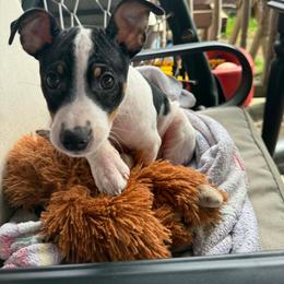 Copper - Black white and tan male Rat Terrier puppy in Molalla, Oregon from The Puppy Patch Rat Terriers