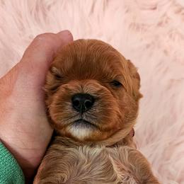Mavi - Red female Cavapoo puppy in Marshfield, Missouri from Puppyloversplace