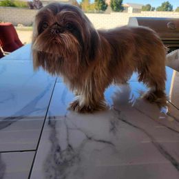 Monkee - Shih Tzu