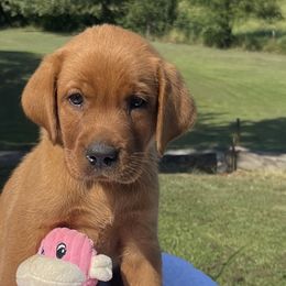 Boy 1 - Yellow Labrador Retriever puppy in Harrison, Arkansas from Brandywine Labradors