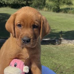 Boy 1 - Yellow Labrador Retriever puppy in Harrison, Arkansas from Brandywine Labradors