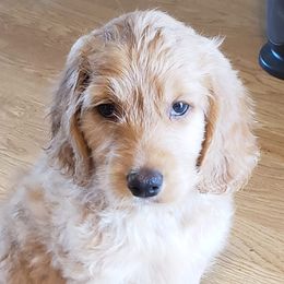 Goldendoodles from Bailey's Bunch